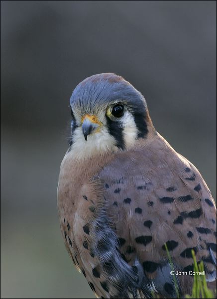 American Kestrel;Kestrel;one animal;close-up;color image;nobody;photography;day;outdoors. Wildlife;birds;animals in the wild;Falco sparverius;Birds of Prey;Curved Beak;Hunter;Hunters;Predator;Predatory;Talon;Talons;Raptor;Raptors;avifauna;feathered;feathers;wilderness;perch;perching;watch;portrait;eye;nature;wild;looking;perched;watchful